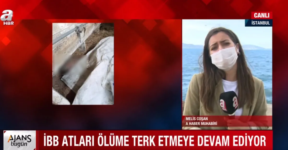 İBB atları ölüme terk etmeye devam ediyor