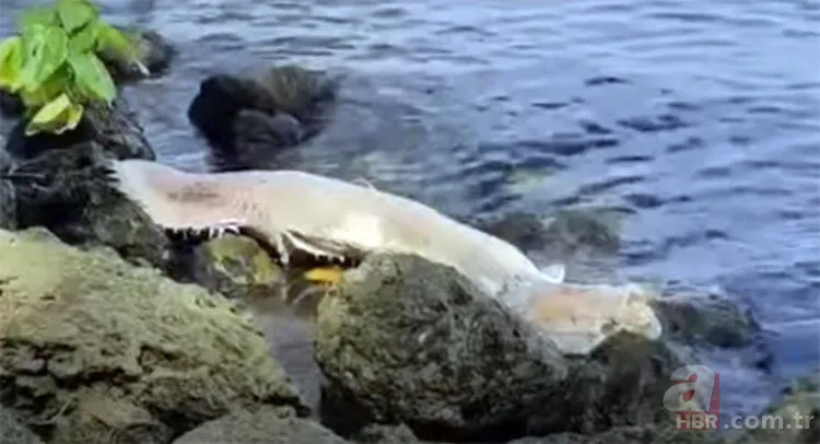 ABD kıyılarına vuran deniz canlısı bilim insanlarını şoke etti! Görüntüleri servis edildi 5