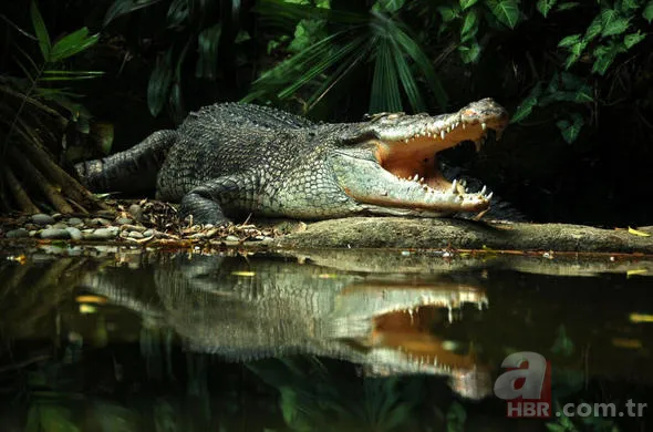Uğur böceğinin mucizesi meğer kanatlarındaymış! 41