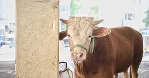 Elde kalan kurbanlıkları ESK satın alacak