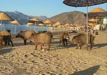 Muğla'da domuz sürüsü plaja indi! Vatandaş şaşkınlığını gizleyemedi