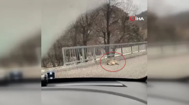 Avını YERKEN vatandaş kayda aldı! VAHŞİ DOĞA belgesellerini aratmayan görüntüler