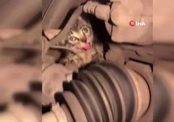 Bursa'da yavru kedi seferberliği kamerada