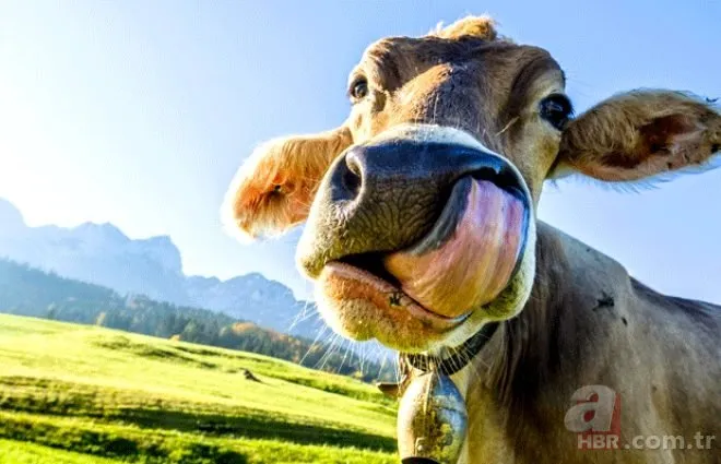 Bilim insanlarından ineklerle ilgili şaşırtan açıklama!