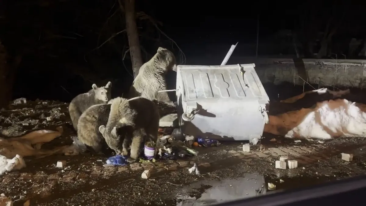 Uludağ'da kış uykusundan uyanan ayı ailesi, yiyecek ararken görüntülendi