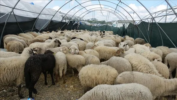 1659471276324.jpg O ilçeye hayvan giriş çıkışı yasaklandı! 21 gün karantina! Şimdi de şap ve çiçek hastalığı... - 1