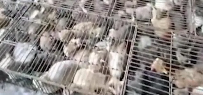 Çin’de “yemek” için tutulan 700 kedi kurtarıldı