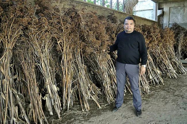 Manisa’da köylülerin topladığı ürünler 4 ülkeye peyzaj ürünü olarak ihraç ediliyor - 4