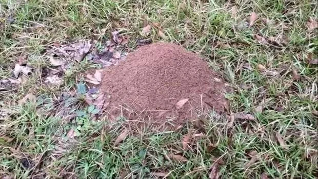 Karınca yuvasına döktü! Ortaya çıkan sonuç inanılmaz
