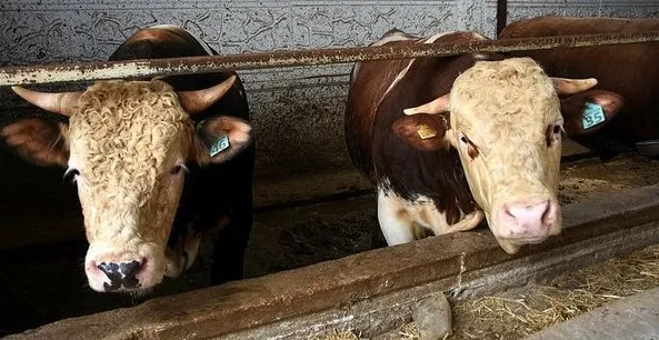 kurban-bayrami-ne-zaman-hangi-gune-denk-geliyor-2023-bayram-tatili-9-gun-mu-olacak-1683564239692.jpg Kurban Bayramı ne zaman, hangi güne denk geliyor 2023? Bayram tatili 9 gün mü olacak? - 2