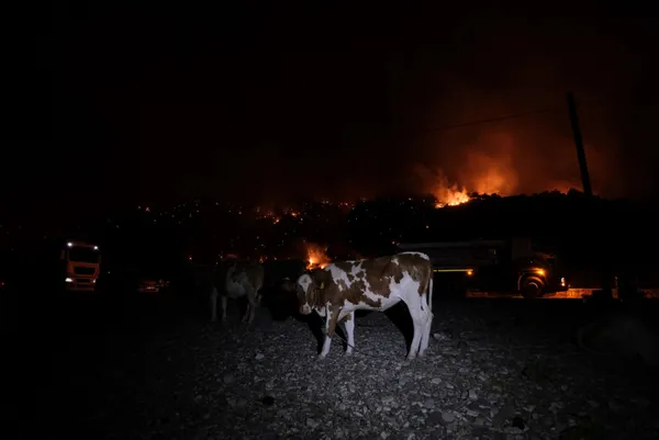 1627960694895.jpg Hayvanlarını deniz kenarına getirerek korudular! - 1