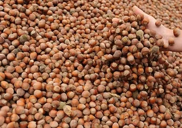 Oltan Gıda 'Ferrero Fındık' oldu