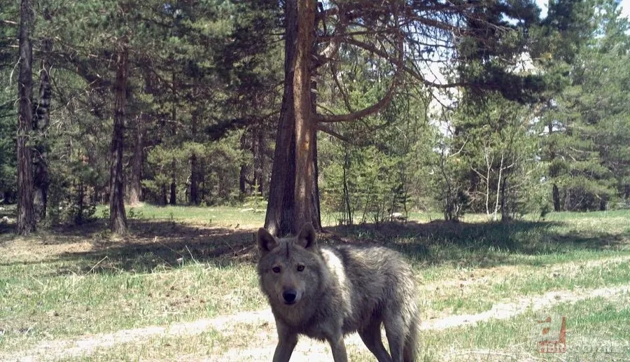 Dünyada ve Türkiye'de bir ilk! Aynı bölgede görüldüler 10