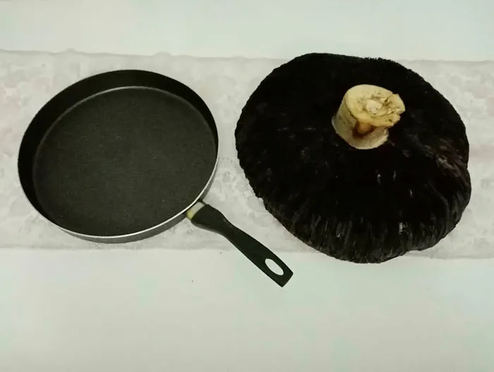tokatta-3-kilogramlik-mantar-gorenleri-sasirtti-1660419669477.jpg Tokat'ta 3 kilogramlık mantar görenleri şaşırttı - 1