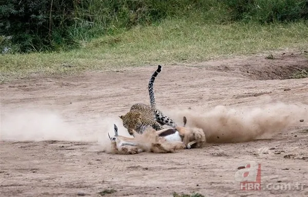 Son dakika: Yeryüzündeki en büyük hayvan bulundu! Böylesi daha önce görülmedi! Tam 98 milyon yıllık! Görenler şokta 20
