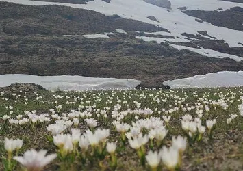 Van'da bir taraf bahar diğer taraf kar