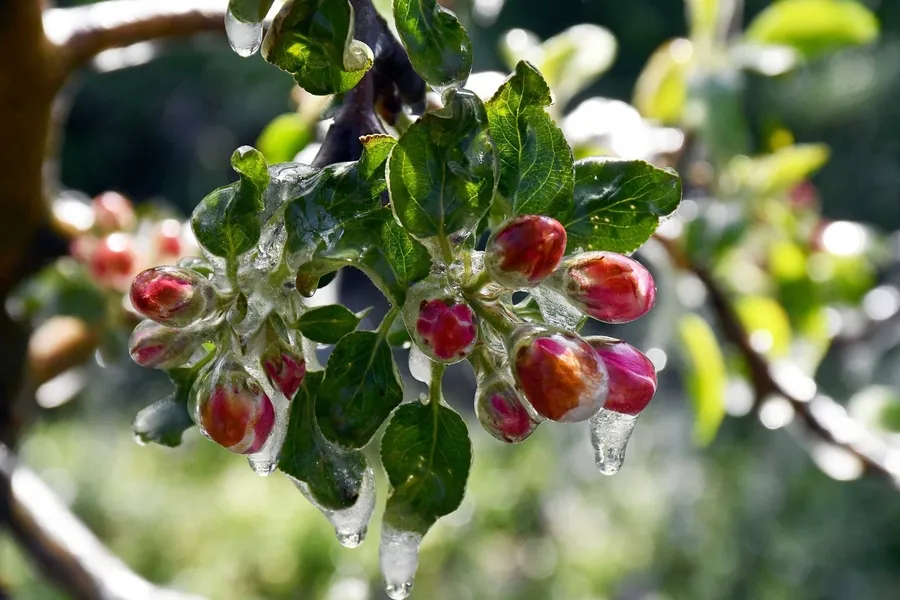 baharin-ortasinda-kis-saganak-kar-ve-don-bir-arada-1775802956489.jpg Baharın ortasında kış! 44 ilde sarı alarm verildi: Sağanak, kar ve don bir arada - 1