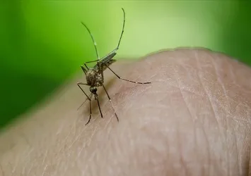 Dang humması salgını: 65 ölü