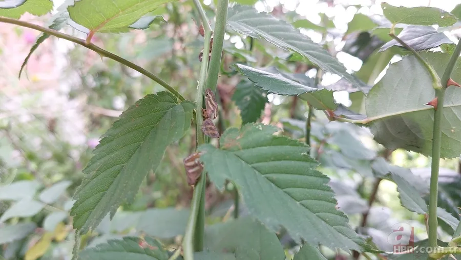 Çiftçilerin kabusu: Vampir kelebek! Artan sıcaklıklar ile yeniden ortaya çıktı 3