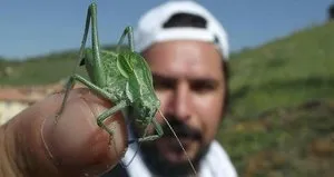 Böcek istilası kapıda! ’Hazırlıklı olun’ deyip uyardı
