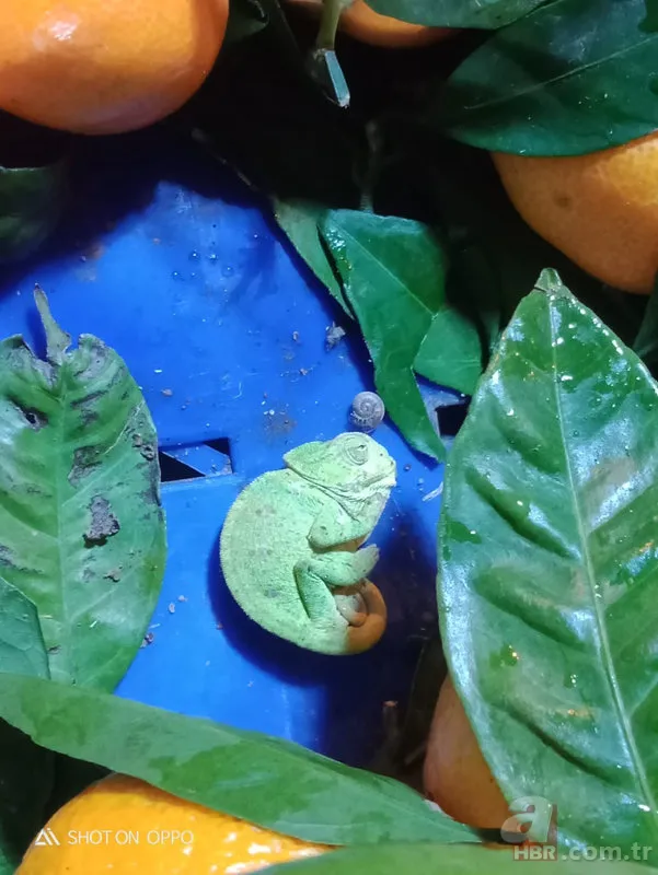 Mandalina almak için gitti hayatının şokunu yaşadı! Koliden çıkan hayrete düşürdü 1