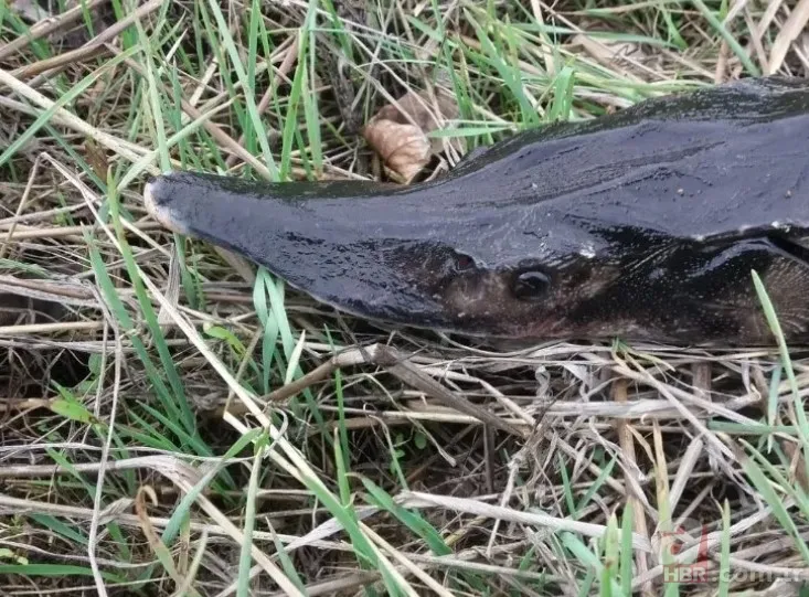Bir balıkçı barajda yakaladı! Görenler şaşkına döndü! Acipenseridae familyasından 2