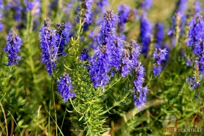 Şifalı tarif ve reçeteleri günümüz hastalıklarında bile etkili! İbn-i Sina 10 asır önce KALEME ALDI! Baş ağrısı, uçuk, mantar, böbrek taşı... 18