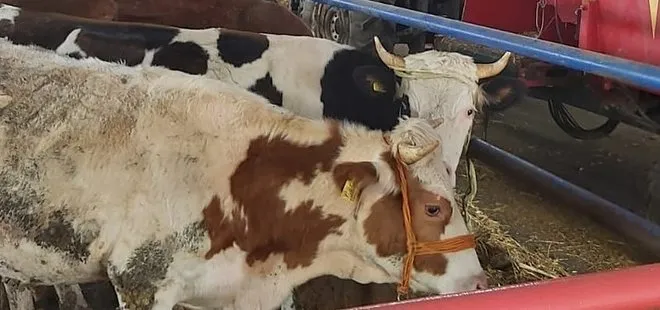 Türkiye’deki tüm hayvan pazarları kapatıldı! Gıda arzında son durum nedir? Et fiyatları artar mı?