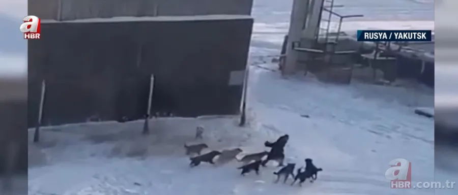 Köpekler aniden etrafını sardı! Dakikalarca ölüm kalım mücadelesi verdi ama... 5