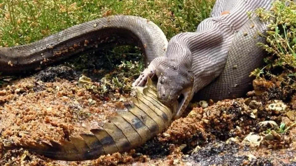 Vahşi doğada hayretlere düşüren anlar! Piton-timsah kavgası inanılmaz görüntüler