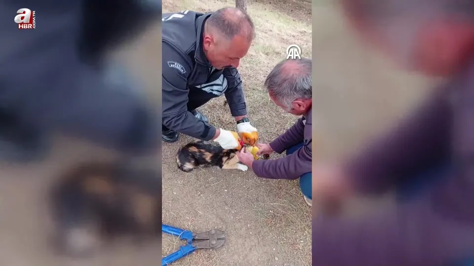 Kafası konserve kutusuna sıkışan kediyi güvenlik görevlisi kurtardı