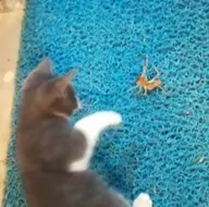 Et yiyen dev örümcek ile yavru kediye...
