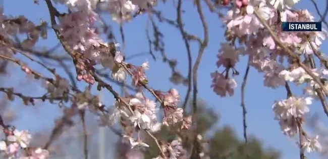Ağaçlar yalancı bahara kandı! Önümüzdeki dönemde verimlilik düşecek mi?