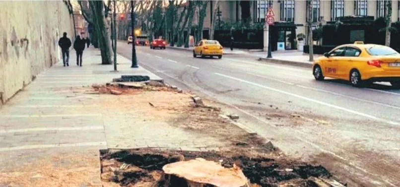 Son dakika: CHP'li İstanbul Büyükşehir Belediyesi'nin çınar katliamına tepkiler çığ gibi: Bu ihanettir