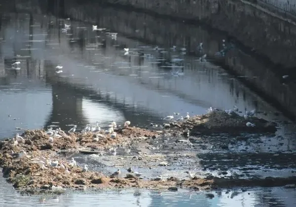 1699932615875.jpeg CHP'li İzmir Büyükşehir Belediyesi'nin "temiz" dediği Körfez aşırı kirli çıktı! - 2