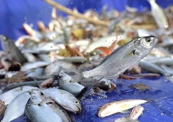 Karadeniz'de hamsi sezonu kapandı