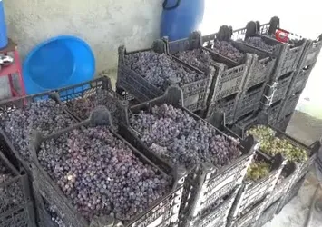 Batman'da üzümün pekmeze yolculuğu kamerada