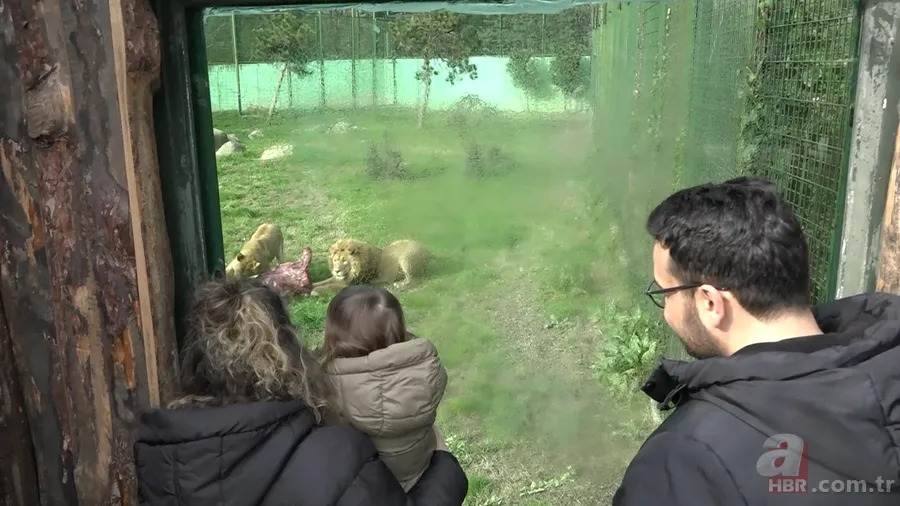 Aslanlar böyle yedi! Vahşi doğa belgeselleri aratmayan görüntüler Türkiye'den 4
