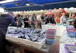 Palamut ve hamsi bolluğu! Bolu’da fiyatı 100 liraya düştü, tezgâhlarda kuyruk oluştu