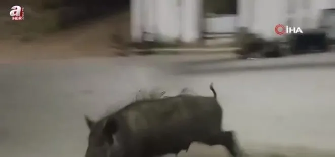 Tunceli'de yaban domuzları şehre indi o anlar kamerada