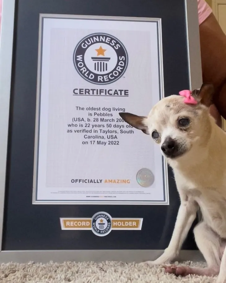 Guinness Rekorlar Kitabı’na girdi! İşte dünyanın en yaşlı köpeği Pebbles 🐶