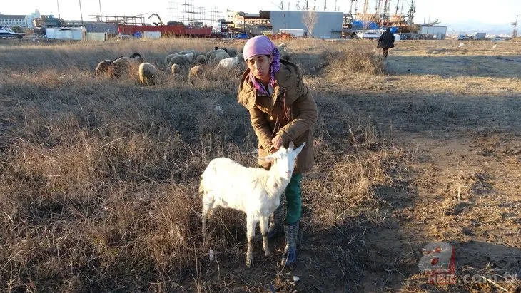 Sahipsiz pitbull dehşeti! Keçi yavrusunu kaçırıp yediler