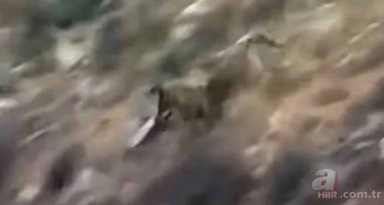 Dev kartalın nefes kesen kurt avı! Anne kurdun hatası pahalıya mal oldu 13