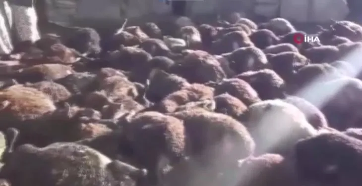 Günün en acı haberi Kars’tan! 190 koyun kurtlar tarafından telef edildi! Kürtçe ağıtlar ciğerleri dağladı