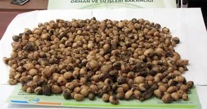 Evinde yabani orkide bulunan kişiye 40 bin lira para cezası