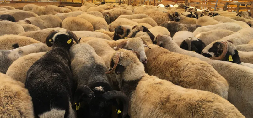 2020 kurban bayrami tatili ne zaman