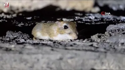 Nesli tehdit altında olan Arap tavşanları görüntülendi