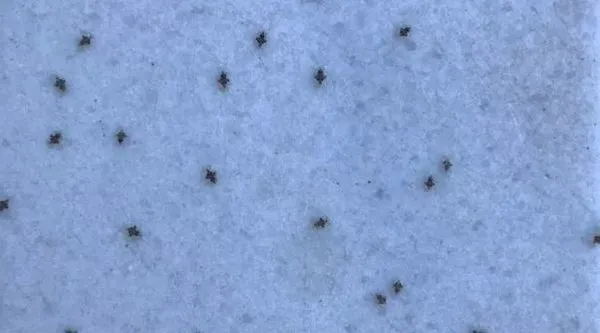 Dantel böcek tehlikesi büyüyor! 3 kente sıçradı - 1