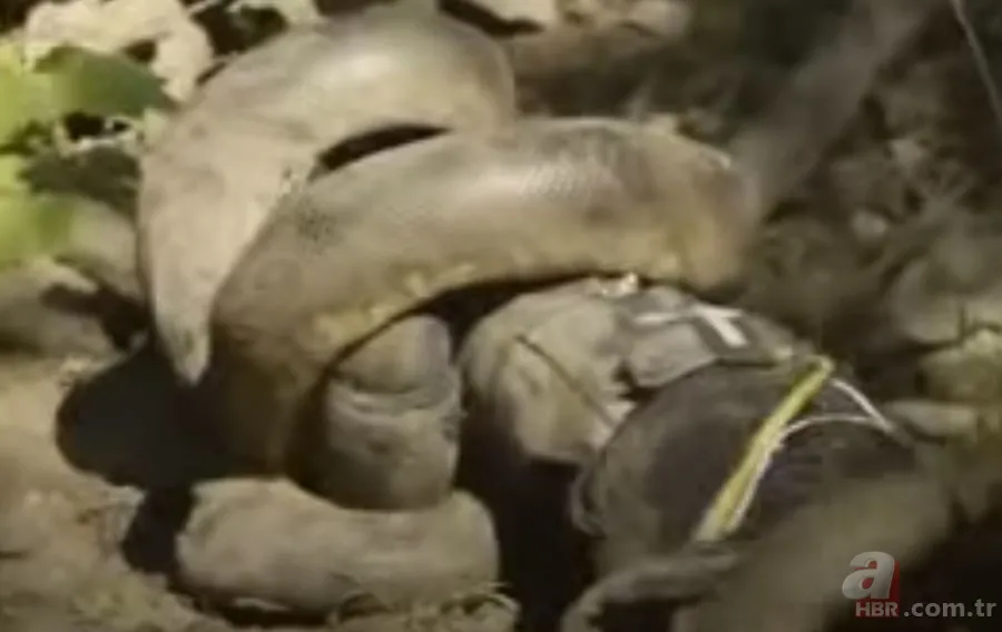 Kral kobra yılanı İngiliz adama saldırdı! Dünyanın en tehlikeli yılanı dinlenen adamı yakaladı 32