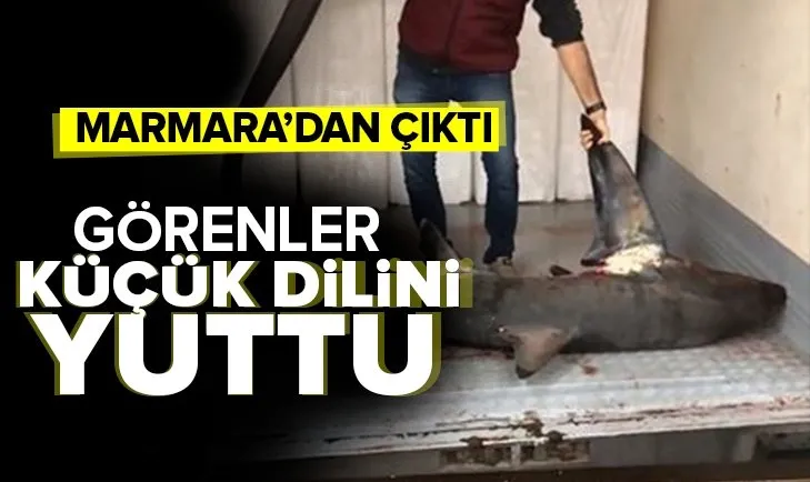 Marmara’da 4 metre uzunluğunda köpek balığı yakalandı